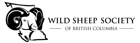 Wild Sheep Society of British Columbia | Wild Sheep Conservation