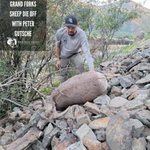 EP 41: The Grand Forks Sheep Die Off with Peter Gutsche