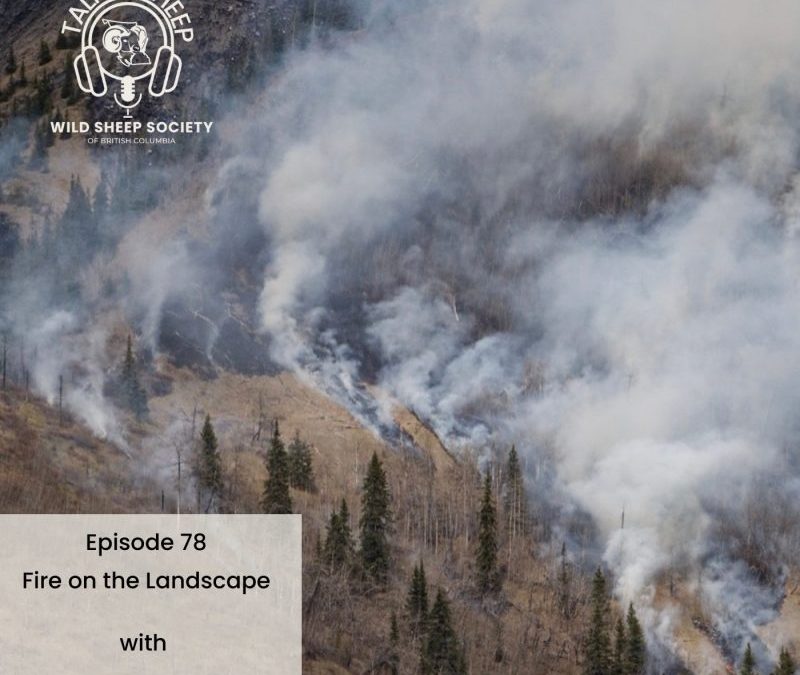 EP 78: Fire on the Landscape with Josh Hamilton, Wild Sheep Society of  British Columbia